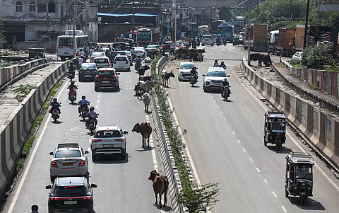 Stray cattle and the city