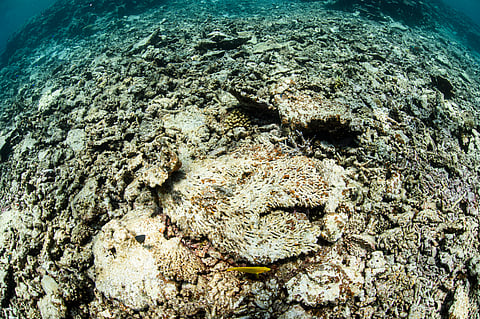 Earth enters ‘new reality’ as first climate tipping point triggers unprecedented coral reef dieback 