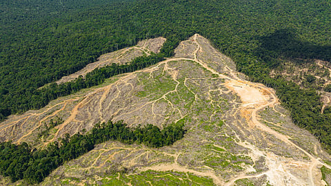 Global forest health in crisis, deforestation off charts by 63%