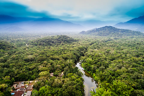 391 million hectares of world’s tropical forest at high risk of loss: UN report