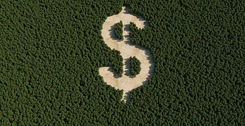 Forest finance starkly underfunded; investment needs to more than triple to meet 2030 goals