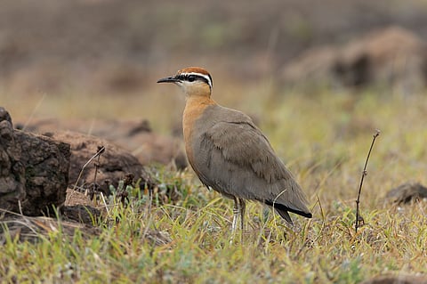 India’s open natural ecosystems are increasingly threatened, IUCN Redlist update shows