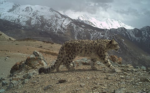 Himachal Pradesh home to 83 snow leopards, reveals second state-wide population assessment