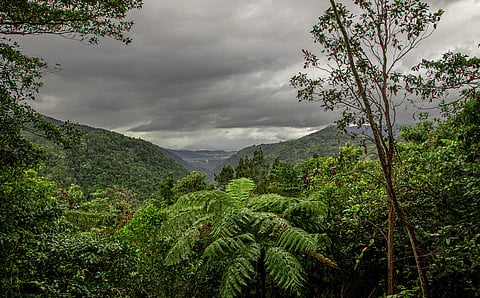 Rainforests in Australia’s tropical north become first to shift regime from carbon sink to source