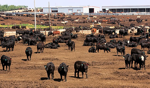 Major 45 meat & dairy companies emit more methane than EU & UK combined: Report
