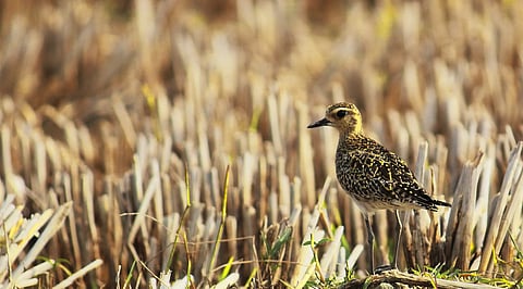 The Sundarbans hold immense promise for bird watching tourism; yet this potential remains largely unexplored