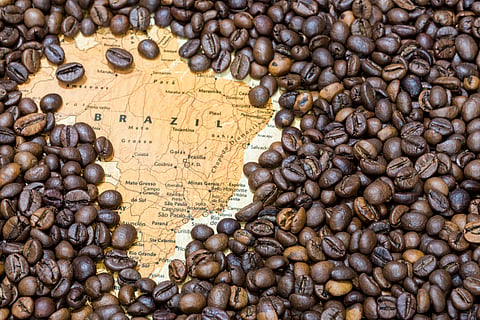 Killing the forest, killing itself: Brazil faces coffee paradox as it prepares for COP30