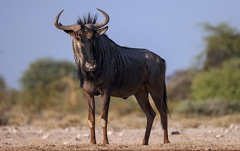 Ancient antelope teeth offer surprise insights into how early humans lived