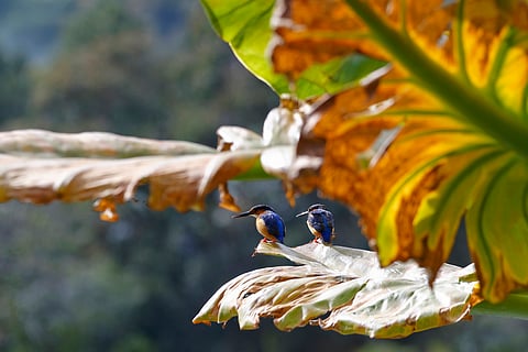 The world has spent 35 years funding biodiversity. Why is nature still losing