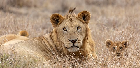 Some animals are more equal than others: The dark side of researching popular species