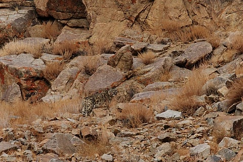 The snow leopard of Rong: A tale from Ladakh