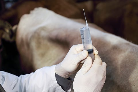 WAAW 2025: Challenges and pathways for sustainable animal health management in rural India