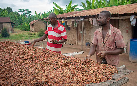 Developing nations at risk of missing out on the fruits of a new green economy: CSE