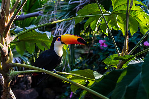 The world’s new $125 billion rainforest trust fund revives a 1990s idea — and shows its limits