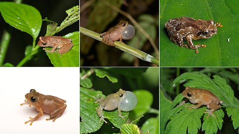 Clockwise from top left:  
Eaglenest bush frog, Barak Valley bush frog, Lawngtlai bush frog,
Khonoma Bush Frog, Willong-Khullen bush frog and Narpuh bush frog