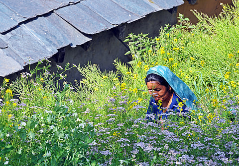 Woman picking mustard in Himachal Pradesh.