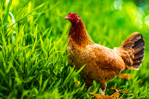 First human bird-flu death from H5N5 — what you need to know