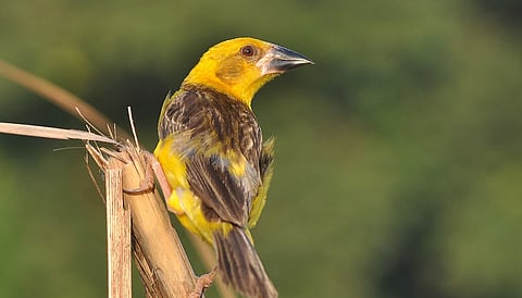 Extinction Alert: The Finn’s Weaver is silently disappearing from the marshy lowlands of the Terai