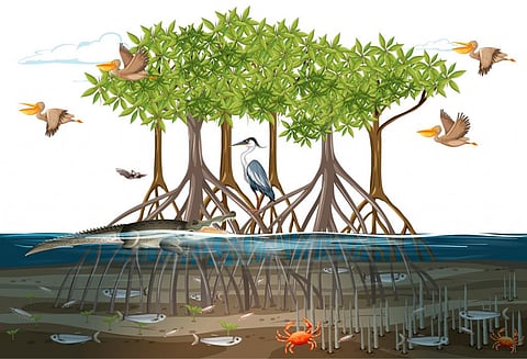 Gobar Times: Mangroves, Nature’s coastal guardians