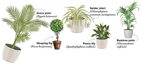 Gobar Times: Air-purifying plants, your indoor superheroes