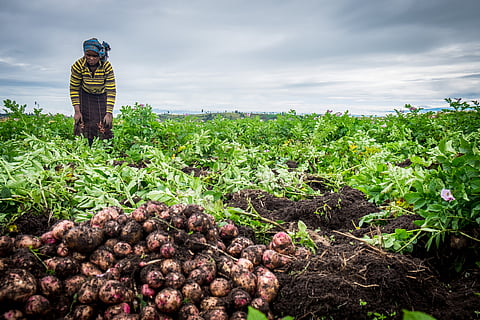 New Peru blight-resistant potato variety to be domesticated in East Africa