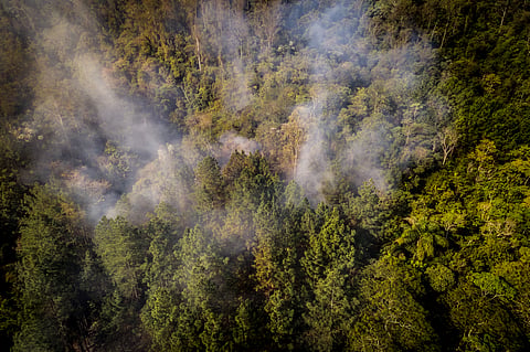 56 million years ago, the Earth suddenly heated up — and many plants stopped working properly