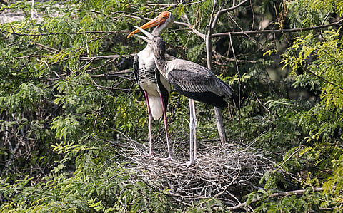 Save India’s wetlands to save this bird