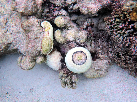 Coral infected with black-band disease at One Tree Reef, Great Barrier Reef.