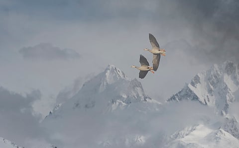 From Bihar’s plains to Tibet’s high plateau: Tracking study of bar-headed goose reveals new insights