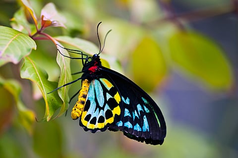Nearly 10,500 butterflies, spiders and insects, many protected under CITES, were seized around the world