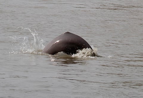 Book Excerpt: Conserving the dolphins of a mighty river