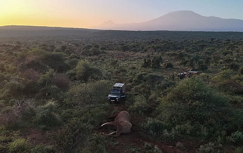 The Last Giant: Craig’s death and the future of elephant conservation in a warming Africa