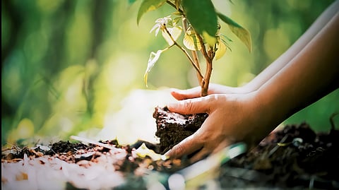 Union government removes financial and ecological obligations on private plantations in forest areas