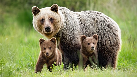 How facial recognition for bears can help ecologists manage wildlife