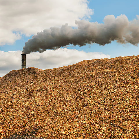 India eyes green industrial heat for MSMEs, procuring bioenergy raw material remains challenging