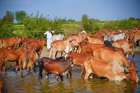 30 million Indian cattle-rearing households do not sell milk: CEEW study