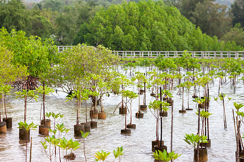 Investment in nature-based solutions must rise to at least $571 billion annually by 2030, UNEP stated.