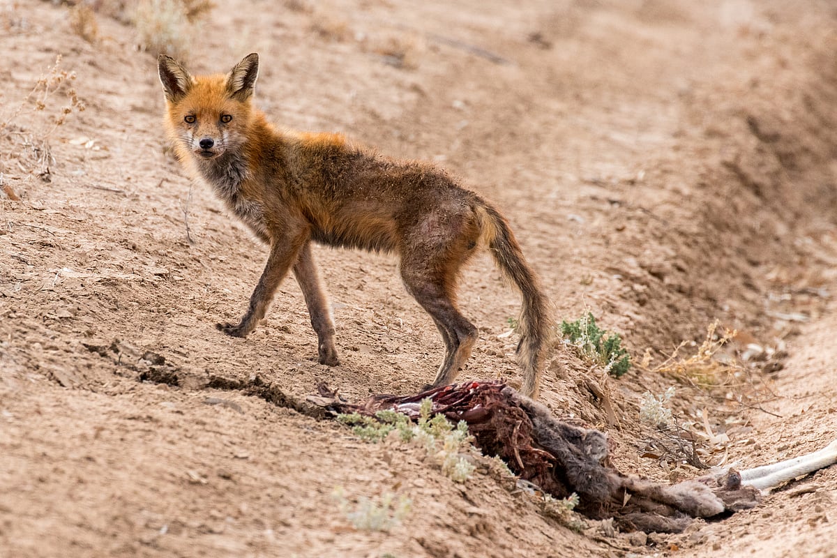 Feral Cats and Foxes: Key Drivers of Aus...