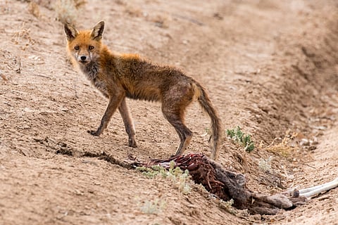 Yes, feral cats and foxes really have driven many Australian mammals to extinction