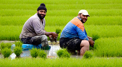 Food trade is not geopolitically neutral, but it is socially non-substitutable