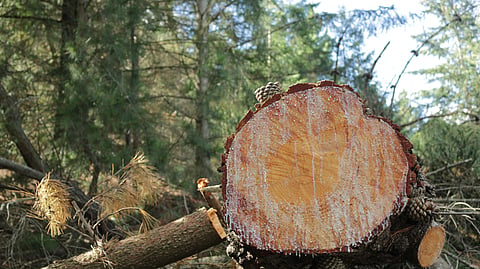 Access open: Why India’s paper industry wanted forest rules eased