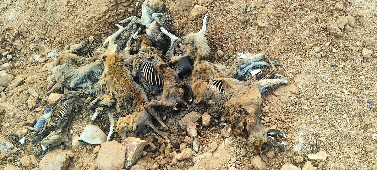 Election promise triggers mass deaths of almost 1,500 free-ranging dogs in Telangana