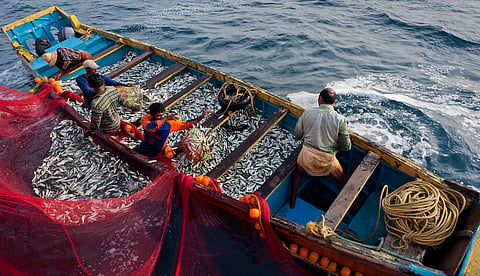 Economic Survey 2026: Agriculture grows 4.6%, powered by livestock and fisheries, not crops