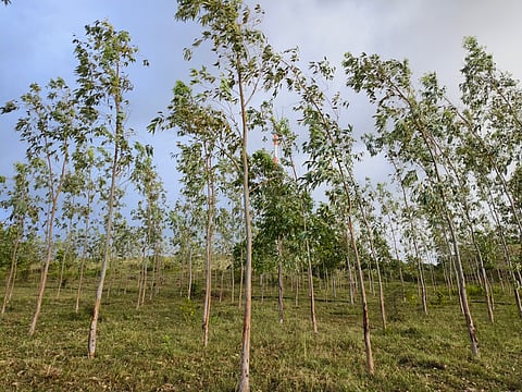 Eucalyptus and acacia monocultures are known to deplete groundwater and degrade soil, making it difficult for native vegetation to survive. Experts question how they can be allowed in the forests.

