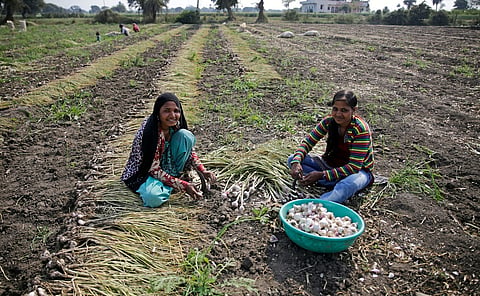 The garlic fields of Indore