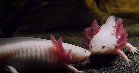 There are now 9,000 described species of amphibians officially