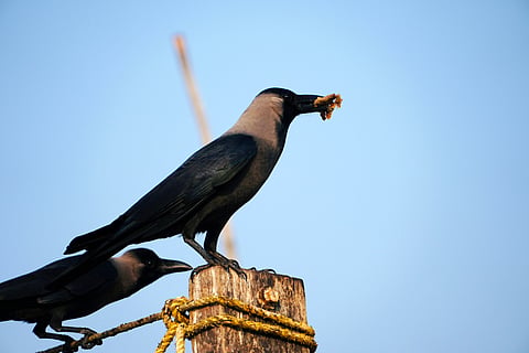 Bird flu resurfaces in Tamil Nadu after mass crow deaths in Chennai, triggering statewide surveillance