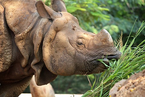 Grazing and digging put some herbivores at greater risk from toxic elements in soil — new research