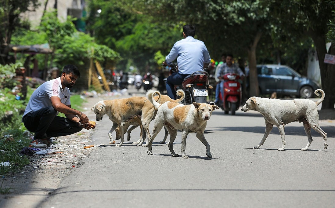 SC street dog case: Will the highest court hold the authorities accountable?
