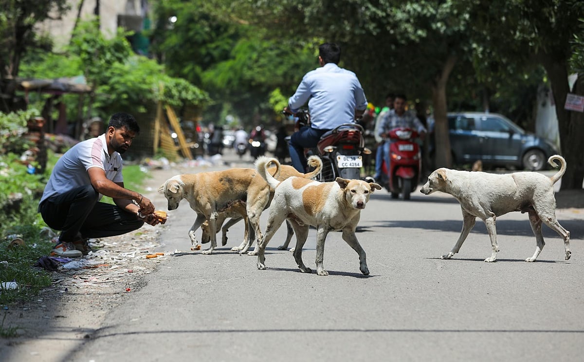 News 3 SC street dog case: Will the highest court hold the authorities accountable?